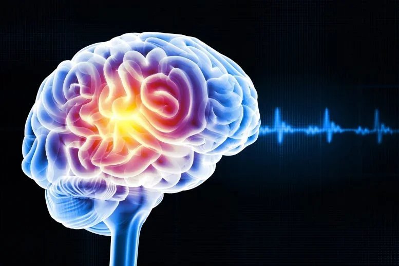 العلماء يهدئون نوبات الصرع عن طريق إزالة خلايا الدماغ المتقدمة في السن 3 1766441574 Brain Pulse Signal Rewiring