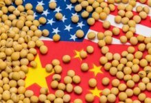 مشتريات الصين من فول الصويا الأميركي تصل إلى الكمية المستهدفة مشتريات الصين من فول الصويا الأميركي تصل إلى الكمية المستهدفة